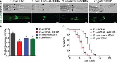 Infections of Cryptococcus species induce degeneration of dopaminergic neurons and accumulation of α-Synuclein in Caenorhabditis elegans